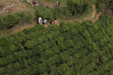 Tea plantation along A2