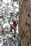 Climbing a giant tree, Australia