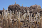 Incahuasi Island, Uyuni Salar