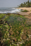 Tangalle beach