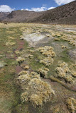 Sajama National Park, Geyser Field