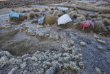 Sajama National Park, Sajama village