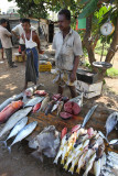 Galle, catch of the day