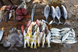 Galle, catch of the day