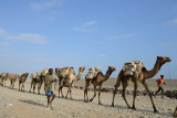 Hamedela, camel caravan