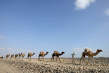 Hamedela, camel caravan