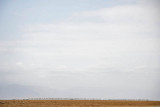 Near Hamedela, camel caravan