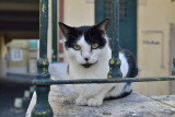 Cat at Vila Berta