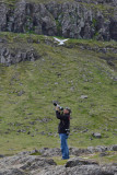 Dalatangi Lighthouse area, bird attack