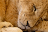 Lion cub, Lion Safari Park