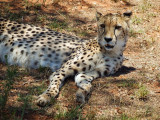Cheetah, Lion Safari Park