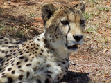 Cheetah, Lion Safari Park