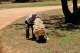 Lion, Lion Safari Park