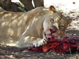 Lioness, Lion Safari Park