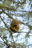 Nest at Bateseka Lake
