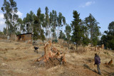 Addis Ababa, Entoto Natural Park Area