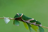 Caterpillar Common Mormon