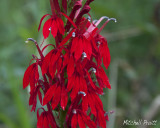 Cardinal Flower--Lobelia cardinalis