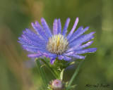 Southern Prairie Aster--Eurybia hemispherica