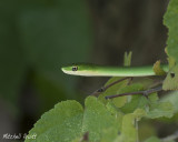 Rough Green Snake--Opheodrys aestivus