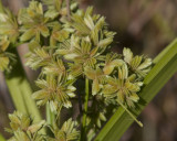 Unknown Sedge