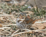Fox Sparrow 