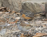 Spotted Towhee and Friends