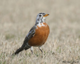 American Robin
