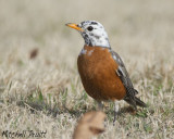 American Robin