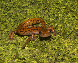 Cave Salamander--Eurycea lucifuga