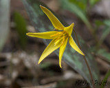 Yellow Trout Lily--Erythronium rostratum