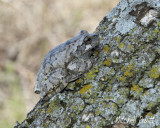 Gray Treefrog--Hyla versicolor