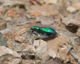 Six-spotted Tiger Beetle--Cicindela sexguttata