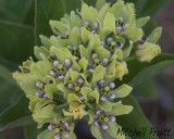 Green Milkweed--Asclepias viridis