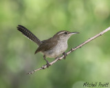 Bewicks Wren