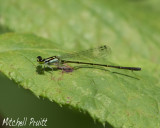 Fragile Forktail--Ischnura posita