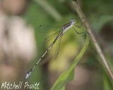 Swamp Spreadwing