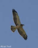 Swainsons Hawk--1st Summer