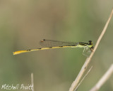 Citrine Forktail