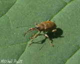 Weevil sp.