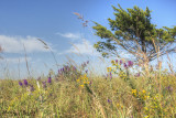 Tall Grass Prairie Landscape