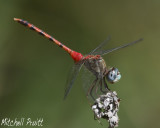 Blue-faced Meadowhawk