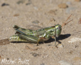 Snakeweed Grasshopper (Hesperotettix viridis)