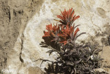 Desert Paintbrush--Castilleja angustifolia