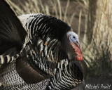 Wild Turkey--Merriams Subspecies
