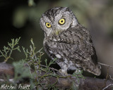 Whiskered Screech-Owl