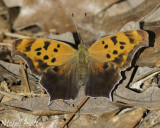 Question Mark--Polygonia interrogationis