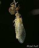 Periodic Cicada