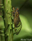 Periodic Cicada