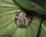Tent-making Bat (Uroderma bilobatum)